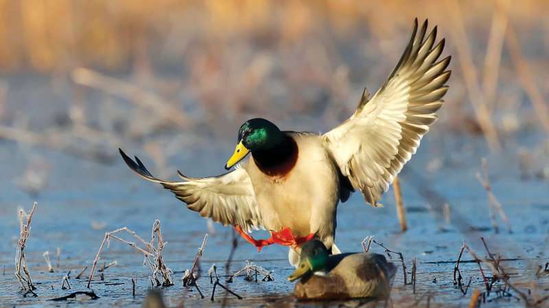 Duck season ends, population data&nbsp;released