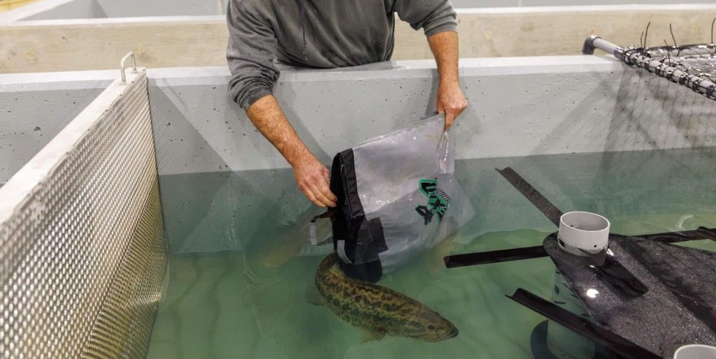 AGFC Hawg Troughs become breeding ground for future trophies